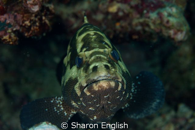Do fish really have nasal cavities? by Sharon English 