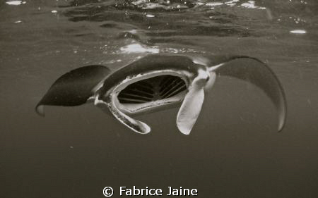 Feeding Frenzy by Fabrice Jaine 