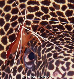 Cleaner Shrimp & Honeycomb Moray Eel
Nikon F90X and 105m... by Brian Welman 