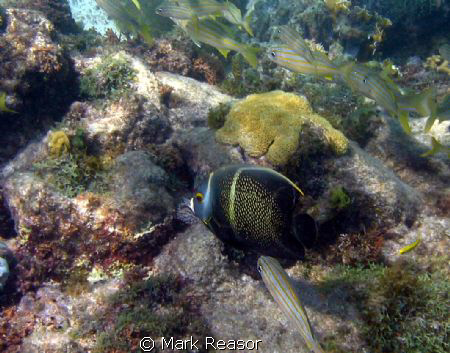 Intermediate French Angelfish swimming with what I think ... by Mark Reasor 