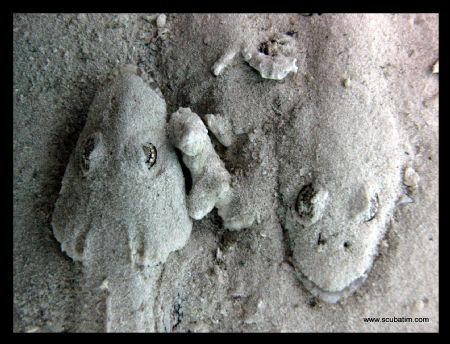 "Heads" - Flatheads shot on standard compact camera not u... by Tim Ho 