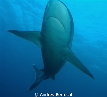 Silver tip taken at silverado, cocos island, costa rica by Andres Berrocal 
