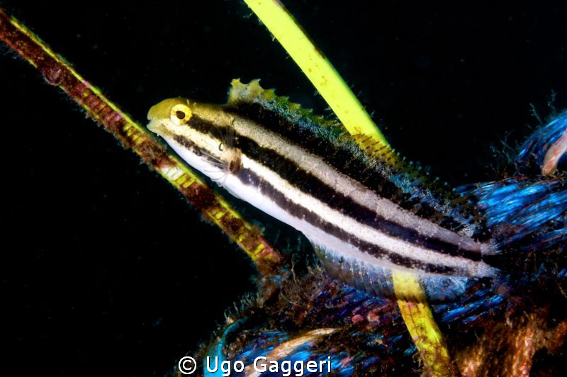 Blenny on a rope. Puerto Galera by Ugo Gaggeri 