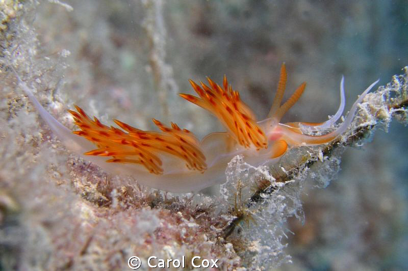 Favorinidae by Carol Cox 