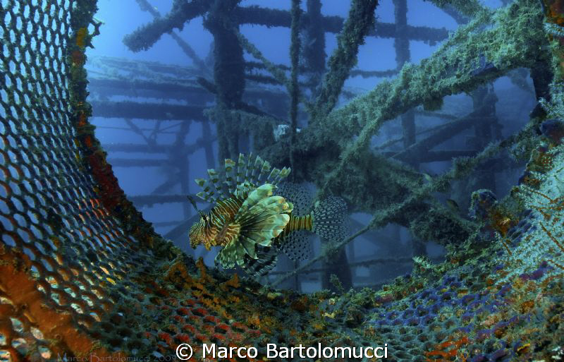 LION IN THE CIRCLE/MABUL-KAPALAI-BORNEO/NIKON D300,NIKKOR... by Marco Bartolomucci 