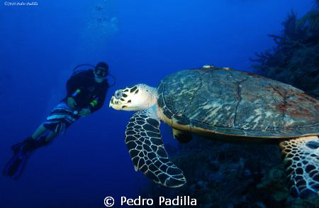 Diving Guánica Wall with my soon & this beautiful hawksbi... by Pedro Padilla 