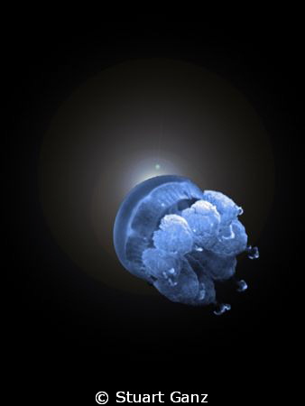 Jelly in space by Stuart Ganz 