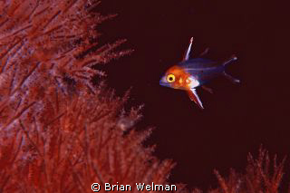 "Fragile"
Juvenile Bodianus Anthioides
Nikon F90X with ... by Brian Welman 