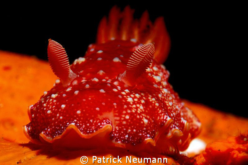 Red by Patrick Neumann 
