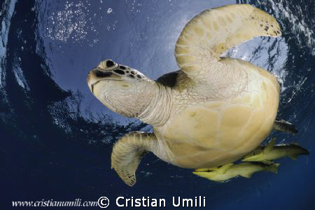 Nikon D80, 10,5mm fish eye, 2 flashes.
Marsa Abu Dabbab. by Cristian Umili 
