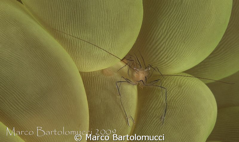 BUBBLE CORAL SHRIMP- MABUL -BORNEO by Marco Bartolomucci 