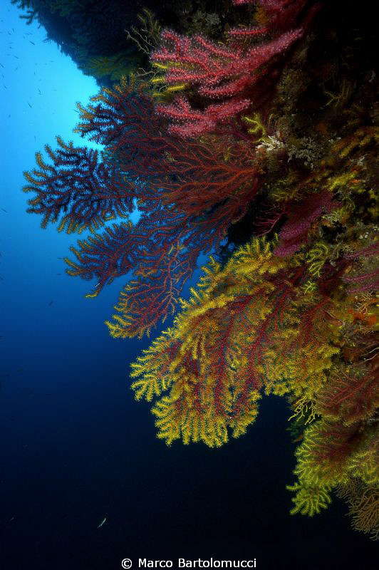 GORGONIA DUBLECOLOR- PARAMIRICEA CLAVATA- SCILLA - CALBRI... by Marco Bartolomucci 