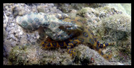 Blue Ring Octopus piggy back ride...Shot on compact camer... by Tim Ho 
