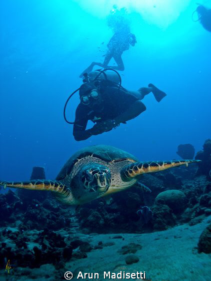 The Minister of Tourism and his first turtle by Arun Madisetti 