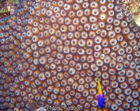 Fairy Basslet swimming over coral by Mark Reasor 