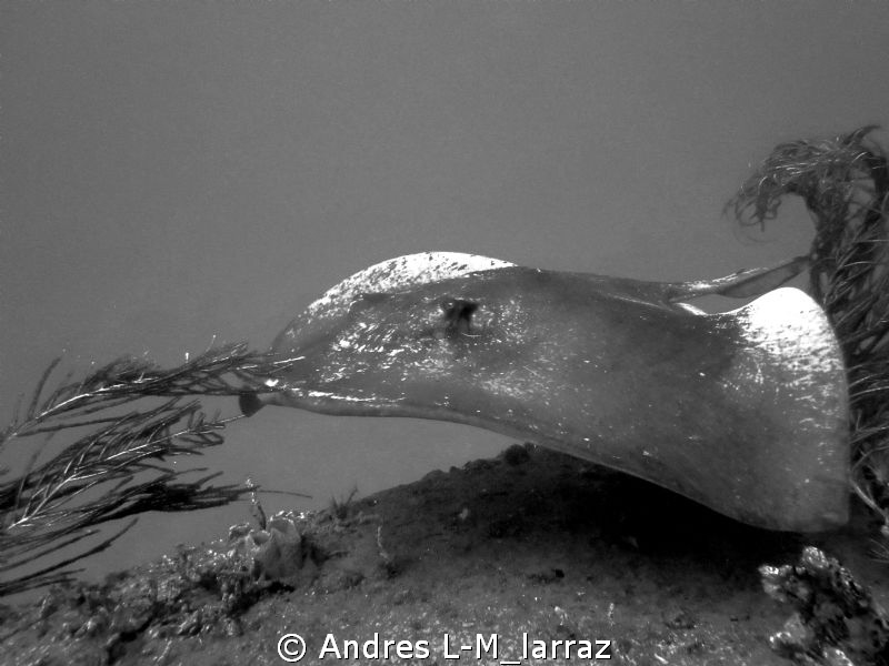 Ray on wreck. by Andres L-M_larraz 