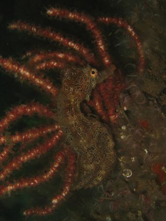 Seahorse - San Luciano Wreck, Manzanillo, Mexico. by Helge Roe 