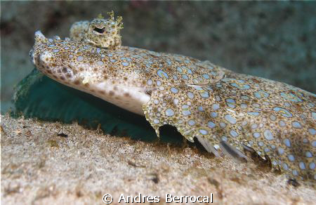 Flounder!! by Andres Berrocal 