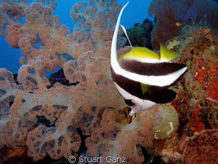 Bannor fish by Stuart Ganz 