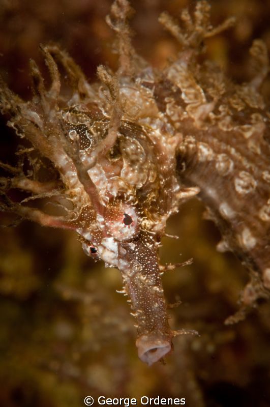 seahorse at Blue Heron Bridge by George Ordenes 