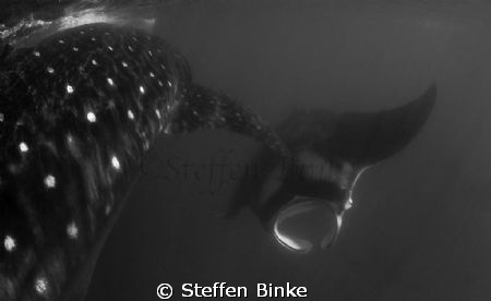 Manta & Whaleshark by Steffen Binke 