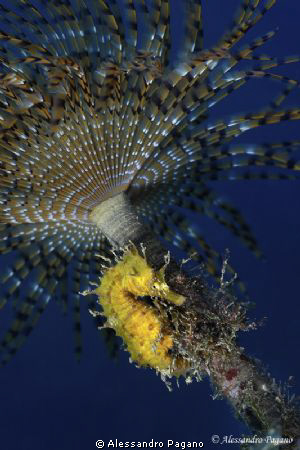 Shadow of a Spirographis spallanzani I found this glitter... by Alessandro Pagano 