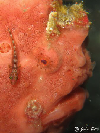 Lunch.   Canon G10, Inon macro lens, no strobe. by John Hill 