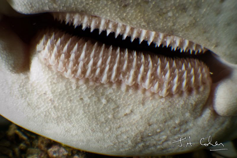 Close up of a Leopard Shark. by Julian Cohen 