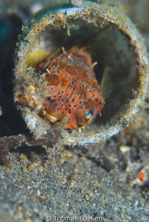 found in Lembeh; D200 by Thomas Lueken 