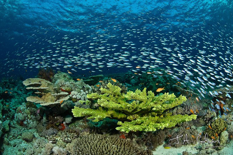 Reef Scene by Julian Cohen 