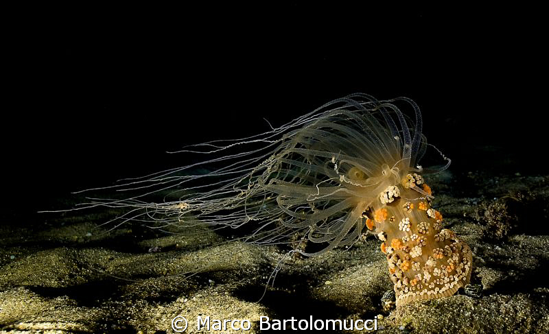 ALICIA MIRABILIS- NIGHT DIVE- REGGIO DI CALABRIA. NIKON D... by Marco Bartolomucci 