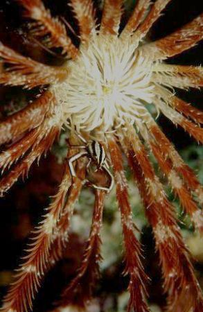  Squat lobster,bali by Allen Ayling 