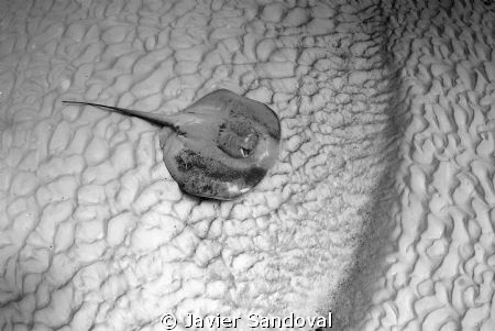 stingray on sandy bottom by Javier Sandoval 