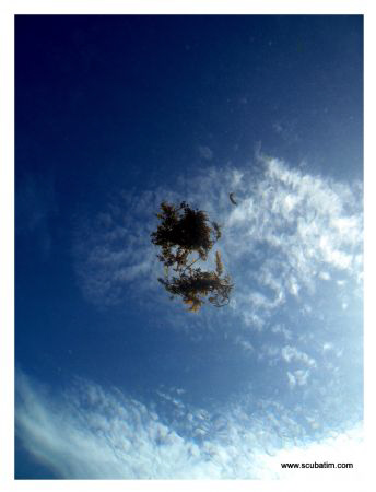 The sky from a fish's eye - Shot on compact camera. by Tim Ho 
