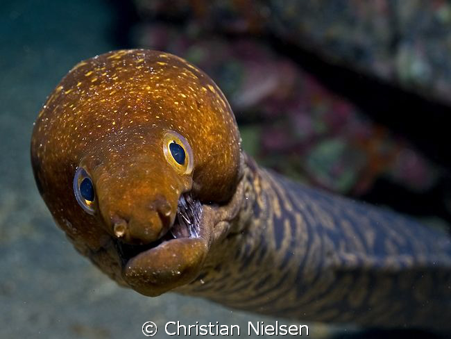 I am scared of me !!!!!!!!!!!!
I think that this Tiger M... by Christian Nielsen 