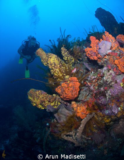 Diver and sponges by Arun Madisetti 