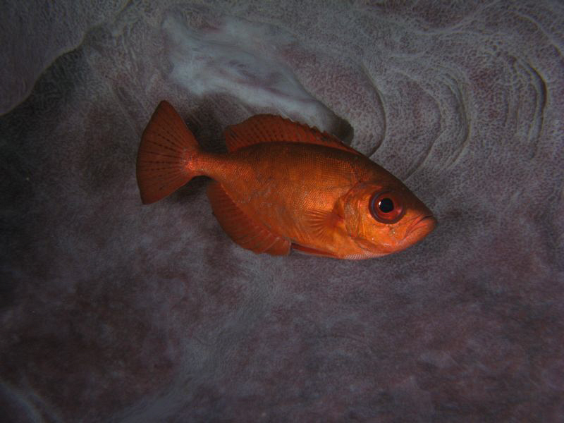 Inside a Barrel Sponge by Juan Torres 