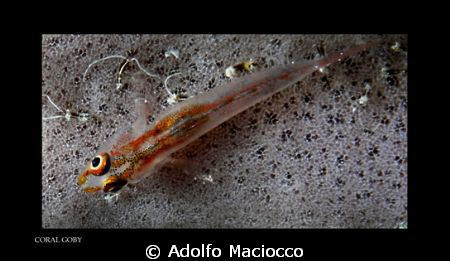 Coral Goby by Adolfo Maciocco 