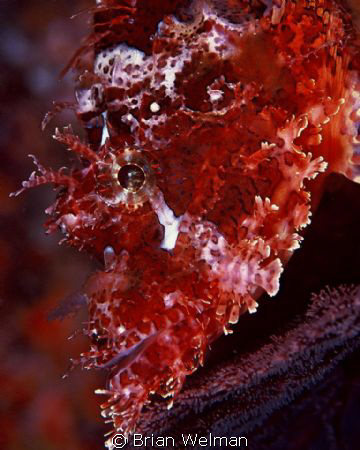 Raggy Scorpion Fish 
 by Brian Welman 