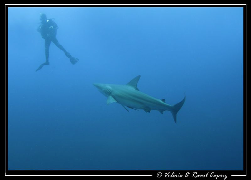 Yummy, yummy ... breakfast time !
Menu : 2 divers and a ... by Raoul Caprez 