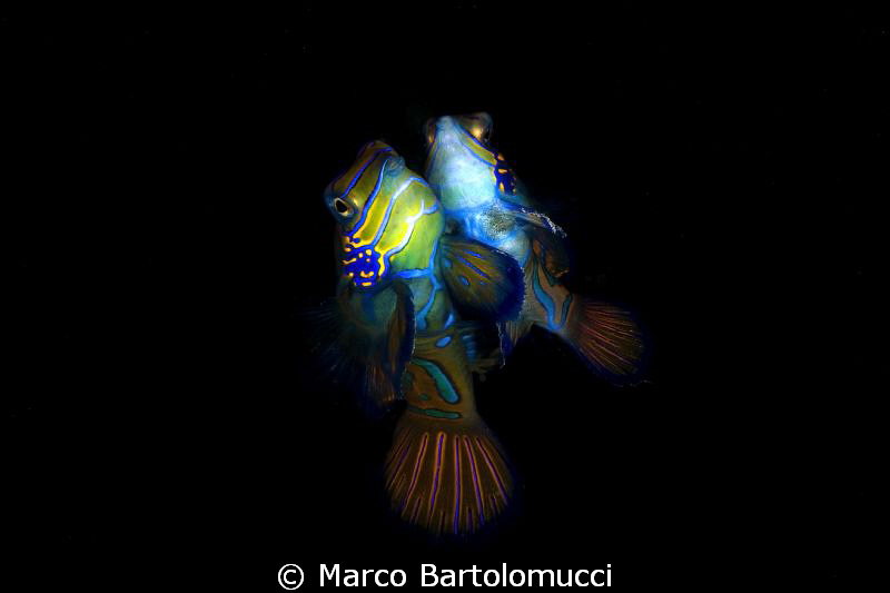 Mandarin wedding- Mandarin Fish- Mabul-Malaysia-Borneo-
... by Marco Bartolomucci 