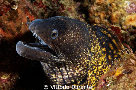 Muraena Helena by Vittorio Durante 