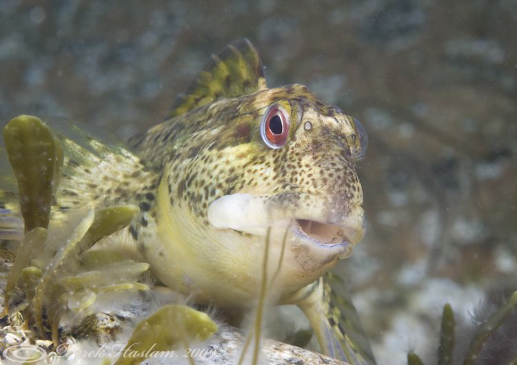 Shanny. Trefor pier. D3, 105mm. by Derek Haslam 