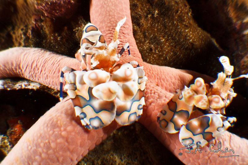 Harlequin Shrimps by Julian Cohen 