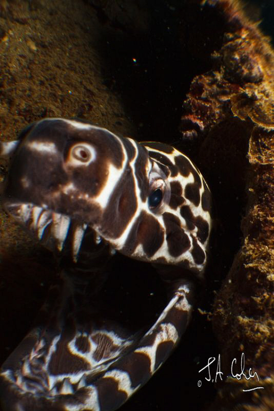 Honeycomb Moray Eel by Julian Cohen 