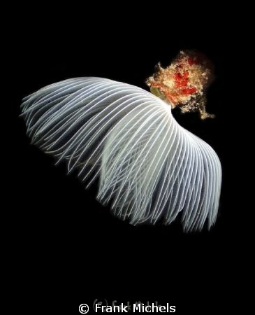 This Little Worm was Taken in the Waters Near Mahdia ,bec... by Frank Michels 