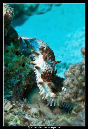 Sea cucumber or Holothurie
Gubal Strait by Christophe Warpelin 