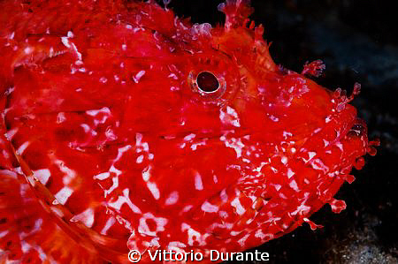 Scorpion Fish - Scorpaena Scrofa by Vittorio Durante 