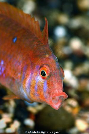 This small fish comb (Xyrichthiys novacula) about 1,2 inc... by Alessandro Pagano 