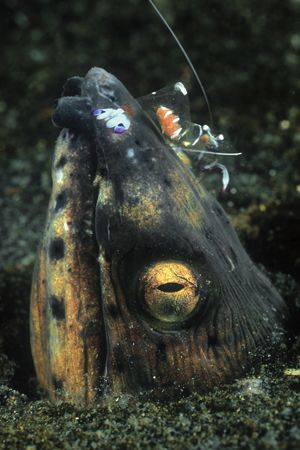 Snake eel and gravid cleaner shrimp. Lauadi, Milne Bay, P... by Erin Quigley 